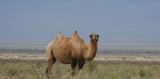 Camel