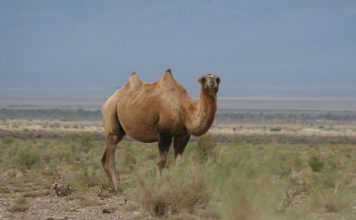 Camel
