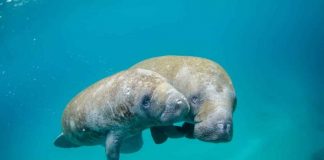 Dugongs