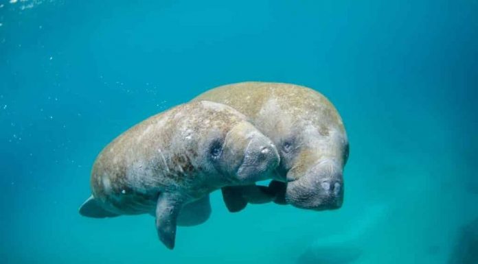 Dugongs