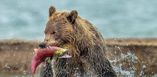 Look at bear fishing