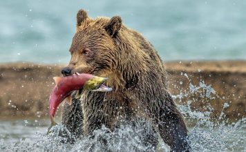 Look at bear fishing