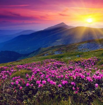 Valley of Flowers