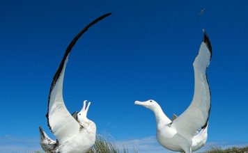 Courtship of albatrosses