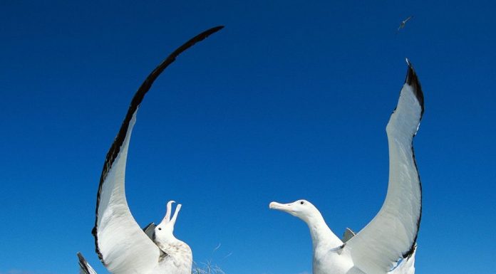 Look at the courtship of albatrosses Courtship of albatrosses