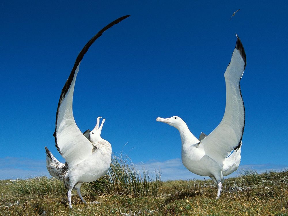 Courtship of albatrosses