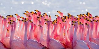 James' Flamingo