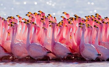 Watch James’ Flamingo James' Flamingo