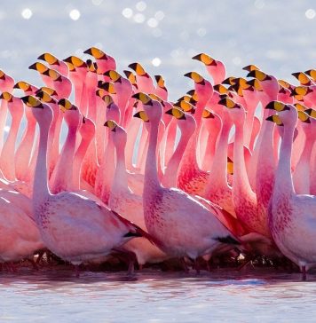 James' Flamingo