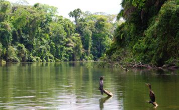 Sail down the Amazon River Amazon river