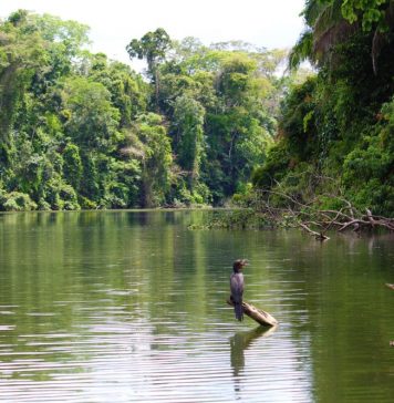 Amazon river