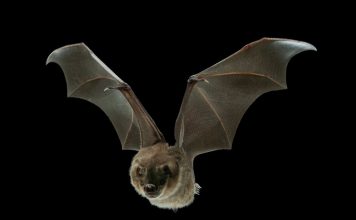 Bats