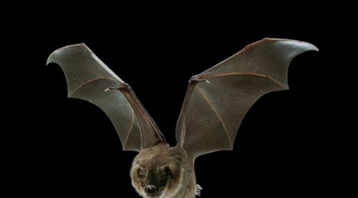 Bats