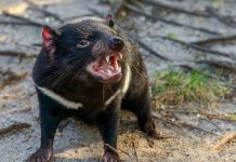 Tasmanian Devil