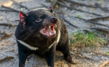 Tasmanian Devil
