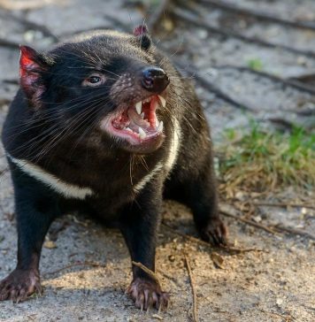 Tasmanian Devil