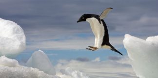 Adelie penguins