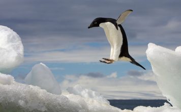 Adelie penguins