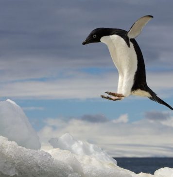 Adelie penguins