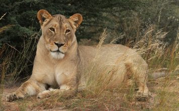 Kgalagadi