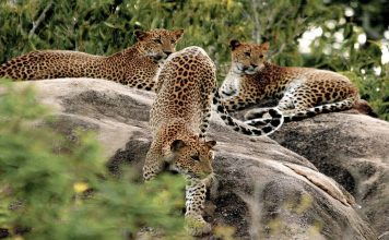 Yala National Park