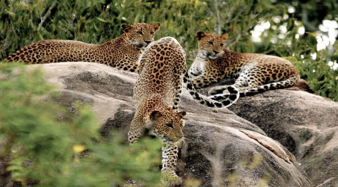 Yala National Park