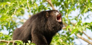 Baboon Community Reserve