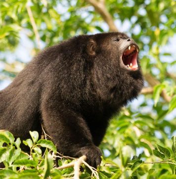 Listen to the howlers Baboon Community Reserve