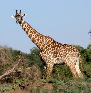 Thornycroft giraffe
