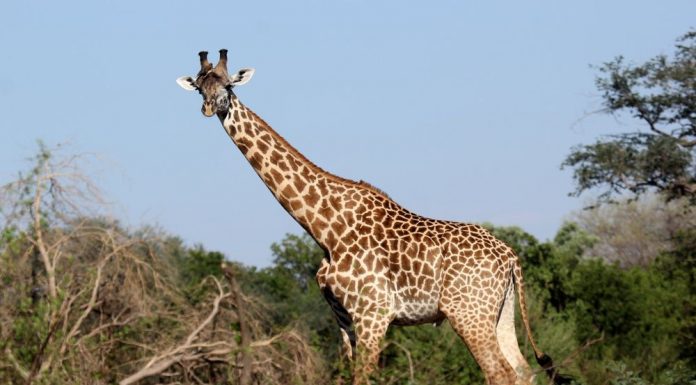 Thornycroft giraffe