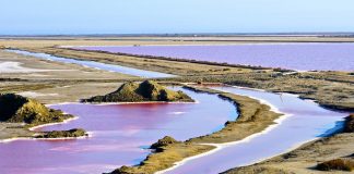 Camargue