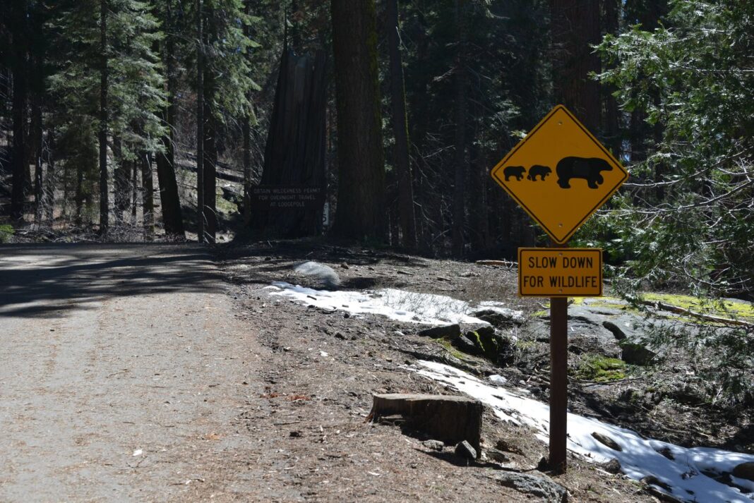 sequoia-national-park_9853