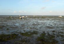 Остров Нуармутье (Noirmoutier) и Пассаж-дю-Гуа (Passage du Gois)