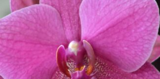 Nikon D800, Tamron 70-300 Macro против Nikkor 28-300