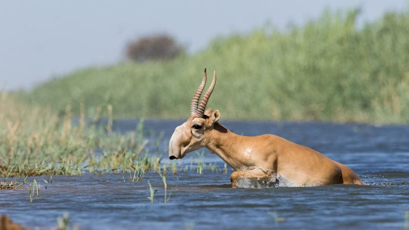 Saiga Hunting