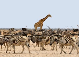 Giraffe Hunting