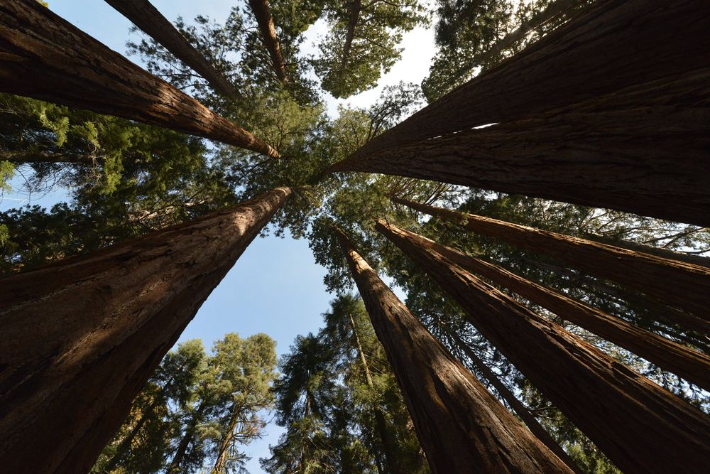 Sequoia National Park is a place you should visit!