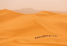 Sahara