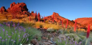 Tenerife