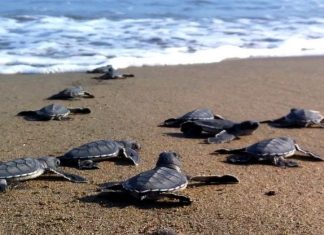 Dalyan - turtle beach