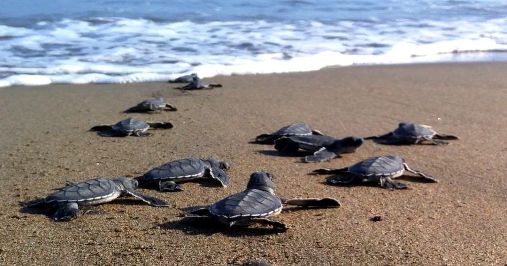 Dalyan - turtle beach
