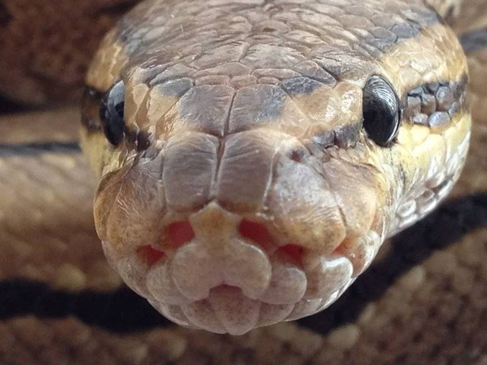 Balls of snakes Balls of snakes
