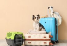 Traveling with a Pet*