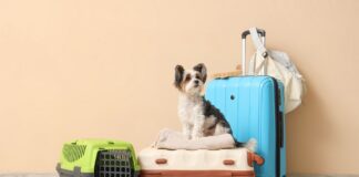 Traveling with a Pet*