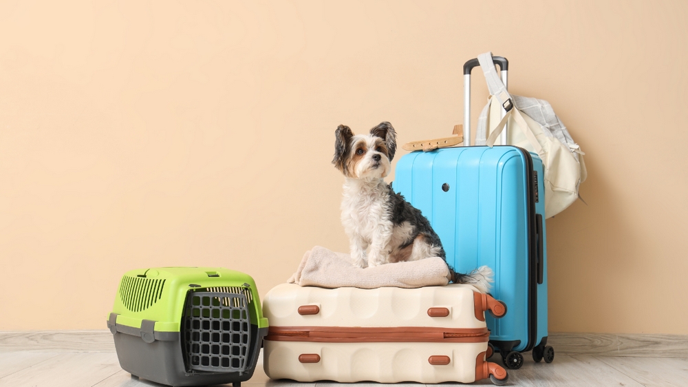 Traveling with a Pet