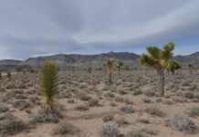 Saguaro National Park: Arizona’s Giant Cacti