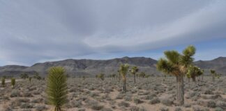 Saguaro National Park: Arizona’s Giant Cacti