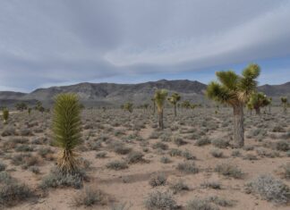Saguaro National Park: Arizona’s Giant Cacti