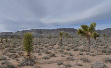 Saguaro National Park: Arizona’s Giant Cacti