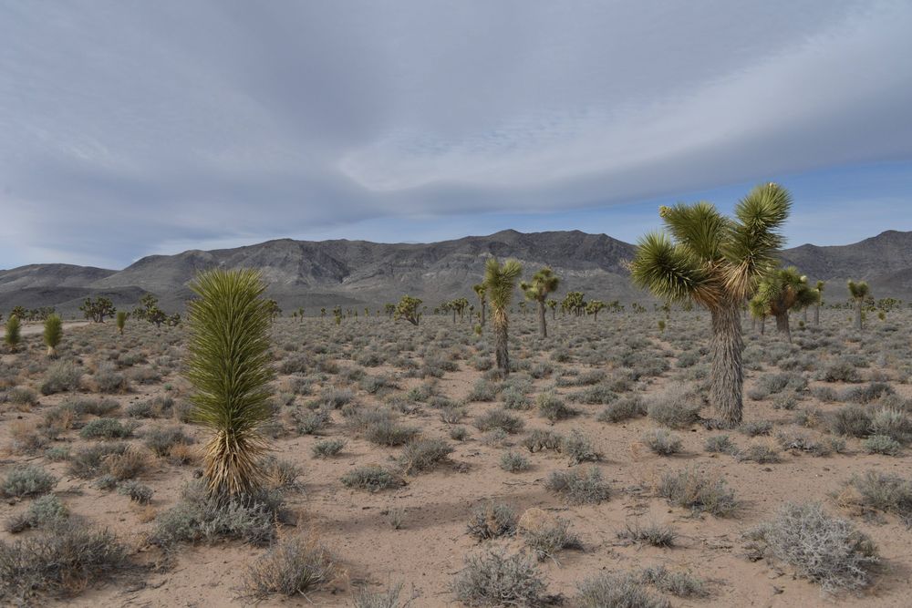 Saguaro National Park